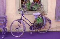 Mit dem Rad zur Lavendelblüte in die Provence