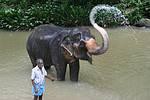 Wasserspaß mit Elefanten