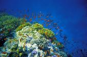 Mit Robinson und der Initiative „Reef Check” Meeresforscher sein