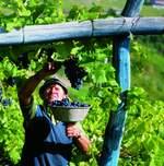 Südtiroler Weinstraßenwochen 2009: „Wein & Genuss in historischen Mauern“