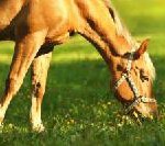 Deutschlands besten Springreiter kann man buchen – im Schlosshotel Wendorf