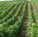 Wein & Reben am Balaton: Winzerfeste rund um den See