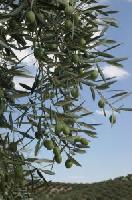 Costa pflanzt 100 Olivenbäume