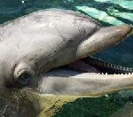 „Pink Dolphins“ an Sri Lankas Küste