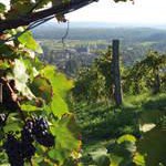 Österreich: Stürmischer Weinherbst in der Schilcherregion und Südsteiermark