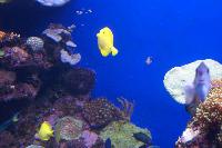 Palma Aquarium: Clownfische gegen den Winter-Blues