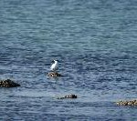 Engagement für „Grüne Flotte“: Etihad setzt umweltschonende Maßnahmen fort