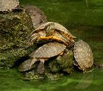 Neue Schildkröten-Klinik am Great Barrier Reef