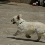 Wandern, Wellness und Paddeln mit Hund: Aktueller Katalog von hundewandern.de bietet abwechslungsreiches Programm für 2010