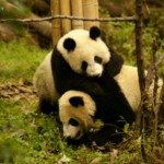 Taiwan: Inselstaat flirtet beim Speed-Dating mit Reisebüros