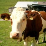 Allgäu: Osterurlaub auf dem Bauernhof