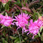 Natur, Kultur und Sport: Harzurlaub weiterhin im Trend