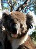 Koalas retten und Traumreise gewinnen