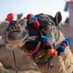 Radfahren wo Kamele rennen