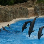 Virginia, USA: Auf dem Spielplatz der Delphine
