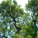 Kolumbien lässt ITB-Besucher Bäume pflanzen