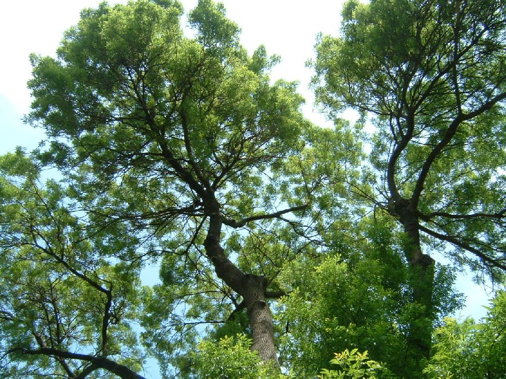 Kolumbien lässt ITB-Besucher Bäume pflanzen