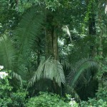 Nachhaltigkeitsveranstaltungen der Rainforest Alliance auf der ITB