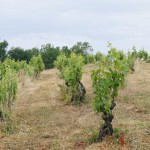 Den Geheimnissen der Winzer auf der Spur