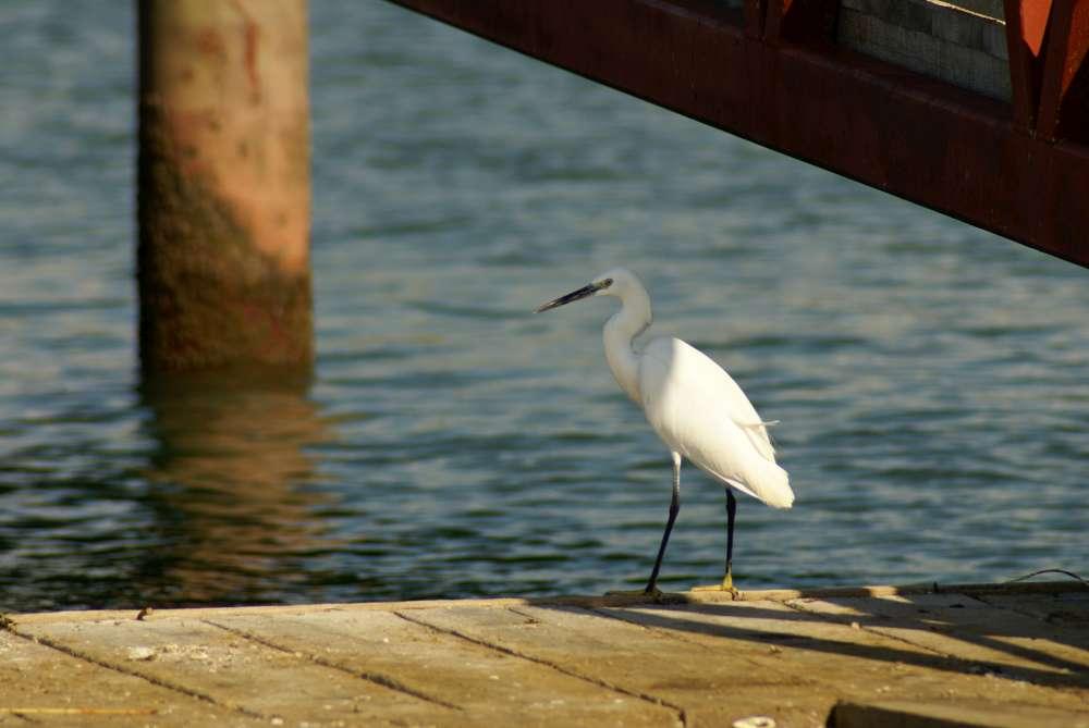 Zur Vogelbeobachtung ins Donaudelta
