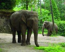 Altenheim für Elefanten: Tierischer Streit im Burgers‘ Zoo