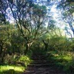 Die magischen Wälder der barfüßigen Mönche