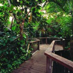 Das „Jahr der Wälder“ ist beendet –  aber der Regenwald in Düsseldorf bleibt