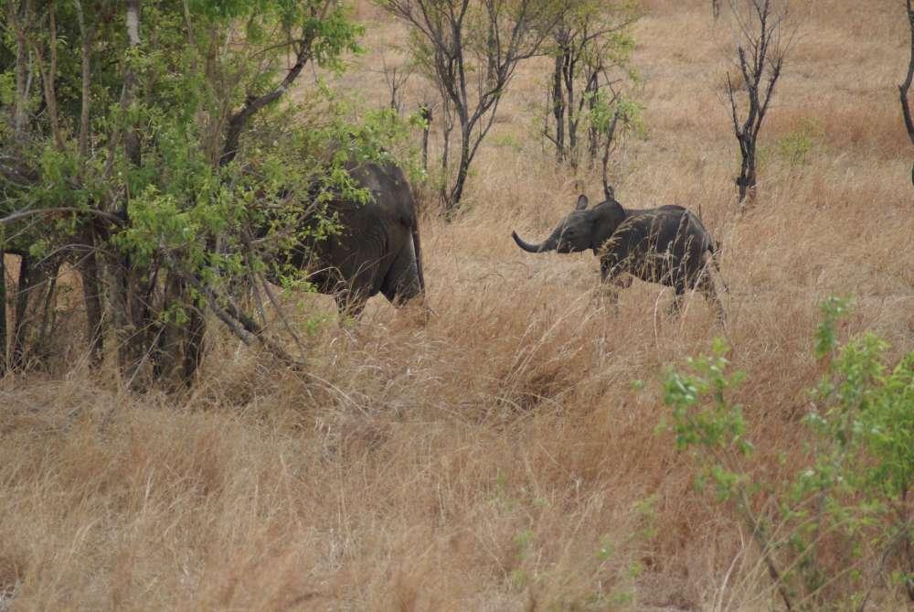 Neue Tansania-Kombination: Safari in der Serengeti, Sonnenbad auf Sansibar