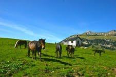 Die Pferderegion Oberbayern – Tirol e.V. bietet urige Almritte an