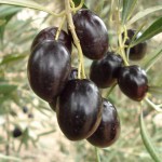 Themenurlaub in Spanien: Wie wärs mit gesunder Seife, Duschgel, Tapas, Heizpellets oder Salatöl