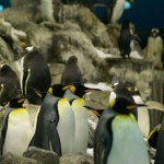 Müllproblem im Pazifik: Metropolitan Touring für sauberere Küste auf Galápagos