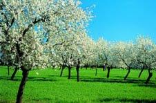 Mandelblüte lässt bei alltours die Nachfrage auf Mallorca kräftig sprießen