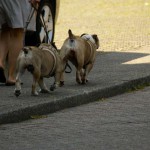 Impfen für Afrika! – Verbrauchertipp: Haustier-Impfungen am 14. Mai unterstützen Hilfsprojekt in Somalia