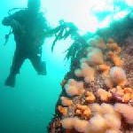 Mit ROBINSON und der Initiative „Reef Check“ Meeresforscher sein