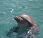 itravel – Reisen zum UN-Jahr des Delfins 2007
