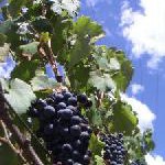 Südafrika – Neue Weine mit alten Wurzeln