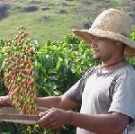 El Salvador nutzt Kaffee als neue touristische Attraktion