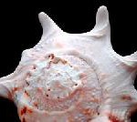 Celebreate the Sea Festival 2007 auf den Philippinen