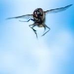 Nicht ohne Mückenschutz in die USA oder nach Kanada reisen – CRM Centrum für Reisemedizin warnt vor West Nile-Fieber