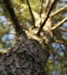 If a Tree Falls on Your House, Will Your Insurer Hear It?