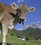 „Roter Hahn“ – Urlaub auf dem Bauernhof in Südtirol