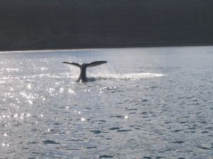 Im April beginnt wieder die Saison der Schwertwale im Nordwesten der USA