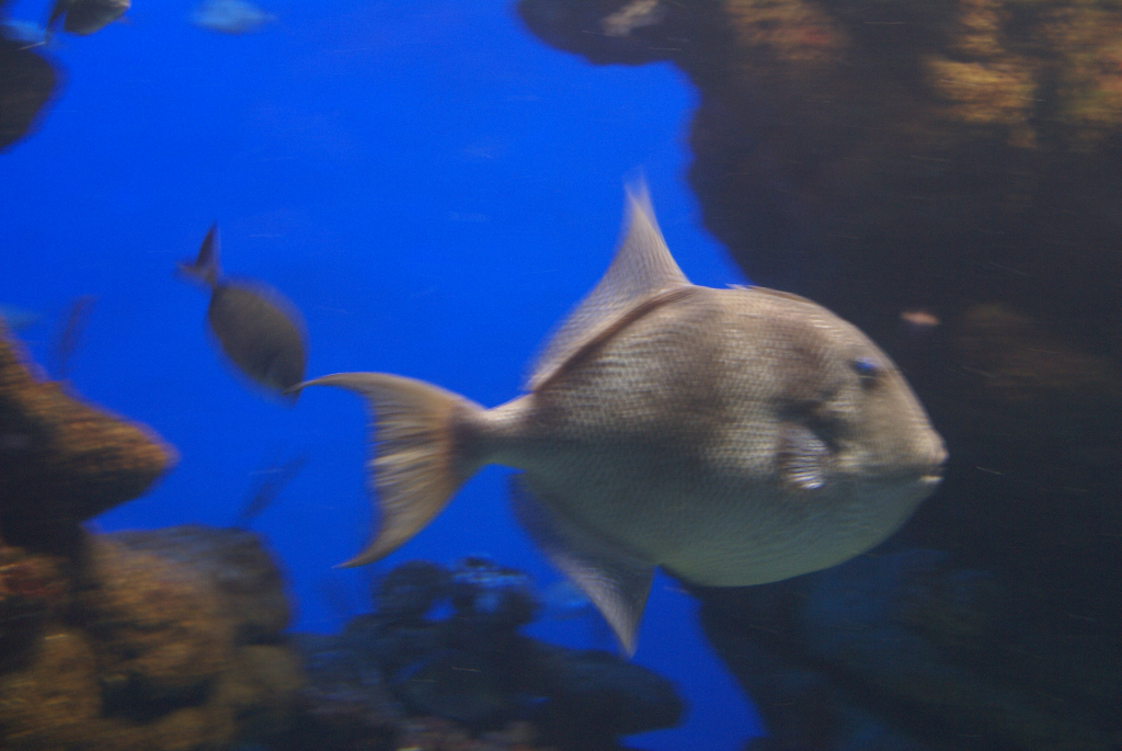Palma Aquarium auf Mallorca - Staunen zwischen Haien, Fischen und Algen (09013) Foto: ©Carstino Delmonte (2009)