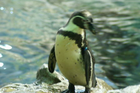 Teneriffa - Loro Parque: Flora, Fauna, wilde Tiere und Delfinshows Foto: ©Carstino Delmonte (2009)