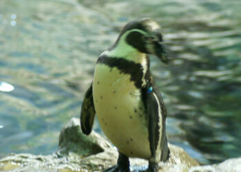 Teneriffa, Spanien – Loro Parque
