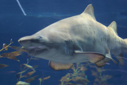 Teneriffa - Loro Parque: Flora, Fauna, wilde Tiere und Delfinshows (09292) Foto: ©Carstino Delmonte (2009)