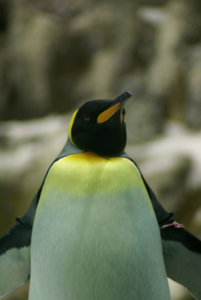 Teneriffa - Loro Parque: Flora, Fauna, wilde Tiere und Delfinshows (09271) Foto: ©Carstino Delmonte (2009)
