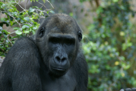 Teneriffa - Loro Parque: Flora, Fauna, wilde Tiere und Delfinshows (09177) Foto: ©Carstino Delmonte (2009)