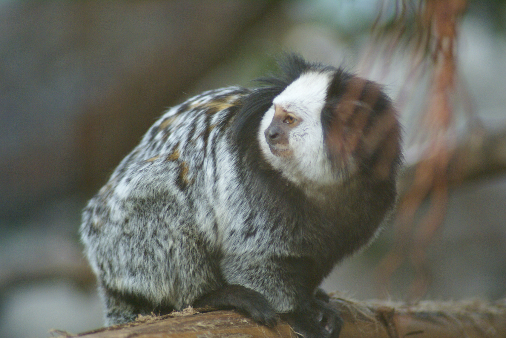 Teneriffa - Loro Parque: Flora, Fauna, wilde Tiere und Delfinshows (09379) Foto: ©Carstino Delmonte (2009)