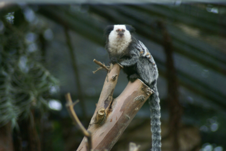 Teneriffa - Loro Parque: Flora, Fauna, wilde Tiere und Delfinshows (09395) Foto: ©Carstino Delmonte (2009)